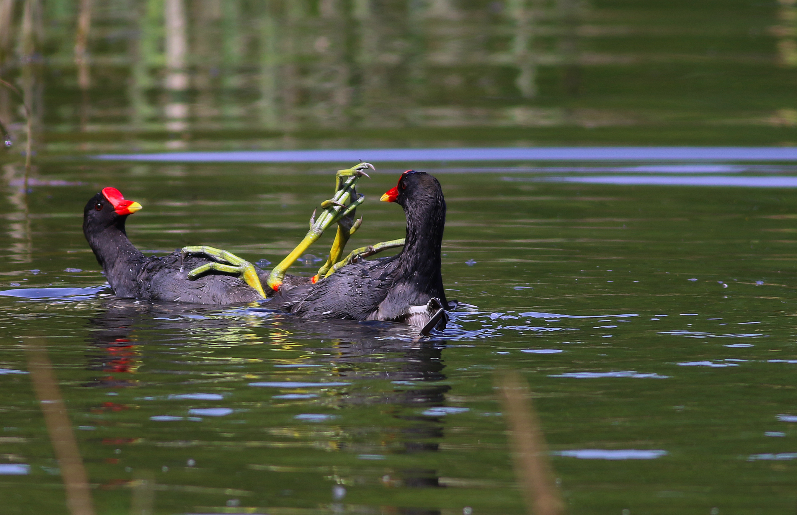 Eurasian Moorhen